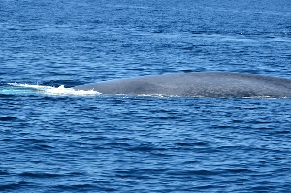 Ballena azul — Foto de Stock