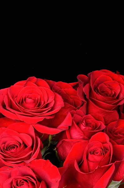 Amor Rose —  Fotos de Stock