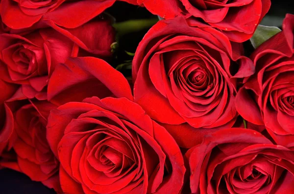 Amor Rose —  Fotos de Stock