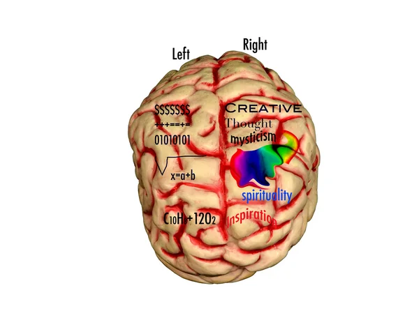 Increíble cerebro —  Fotos de Stock