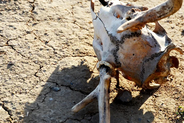 Skull and Drought — Stock Photo, Image