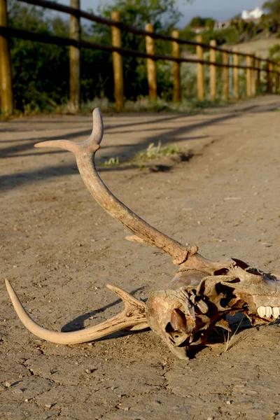 Skull og tørke – stockfoto