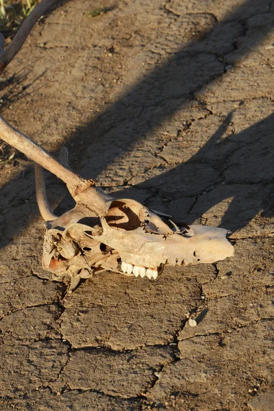 Lebka a sucho — Stock fotografie