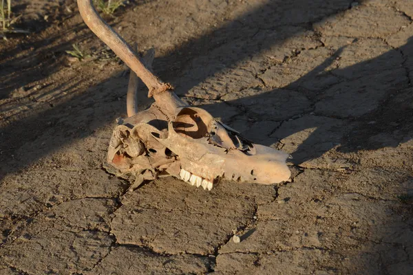 Skull and Drought — Stock Photo, Image