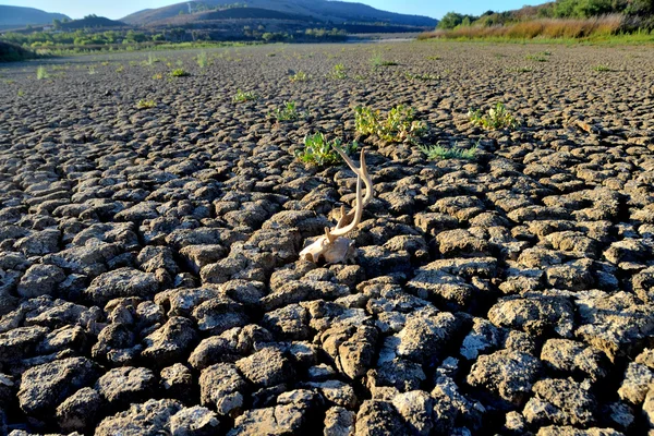 Parched Earth — Stock Photo, Image