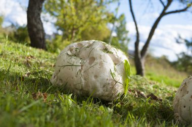 büyük beyaz mantar