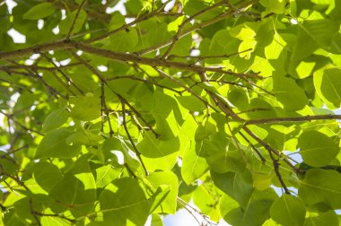 yeşil yaprak ve güneş