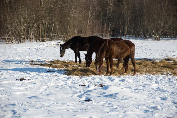 Cavalos na floresta de inverno Imagens De Bancos De Imagens Sem Royalties