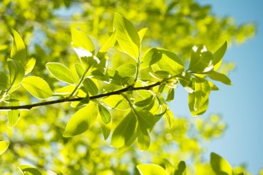 yeşil yaprakları ve gökyüzü