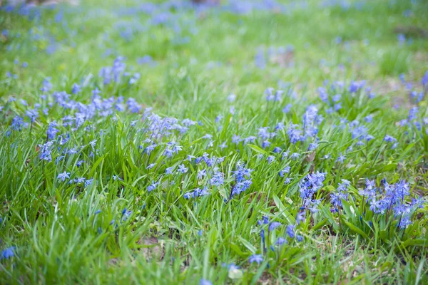 Blue flowers field, selective focus — Stock Photo, Image