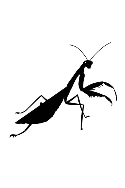 Realistic Cartoon Mantis Black Shadow Illustration Drawing Isolated White Background — Stock Photo, Image