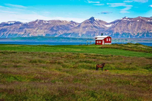 İzlanda kırmızı at, dağ arka plan ile çayır evde — Stok fotoğraf