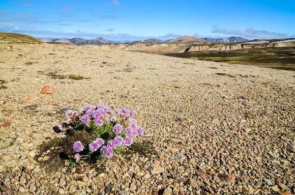 Landmannalaugar montanhas na Islândia, vista paisagem com flor — Fotografia de Stock