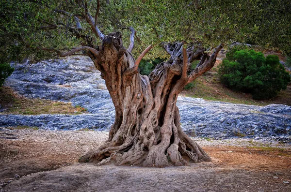 Antiguo tronco de olivo, raíces y ramas — Foto de Stock