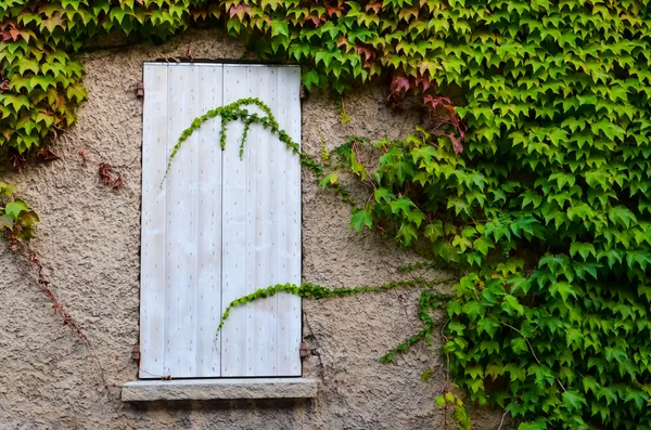 Geschlossenes Holzfenster und Weinblätter — Stockfoto