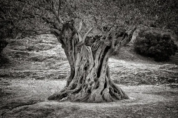 Old olive tree trunk, roots and branches — Stock Photo, Image