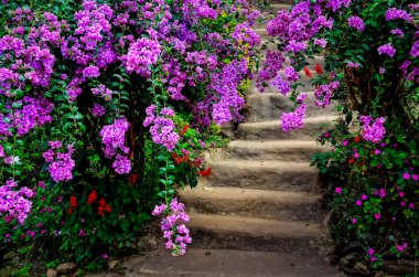 güzel renkli çiçek ve Bahçe merdiven