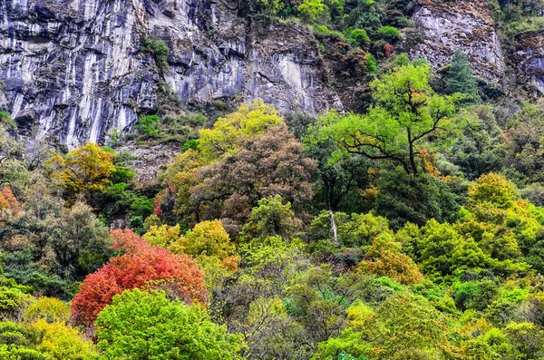 다채로운 숲 나무 단풍 — 스톡 사진