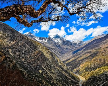 Himalaya Dağları zirve ve ağaç