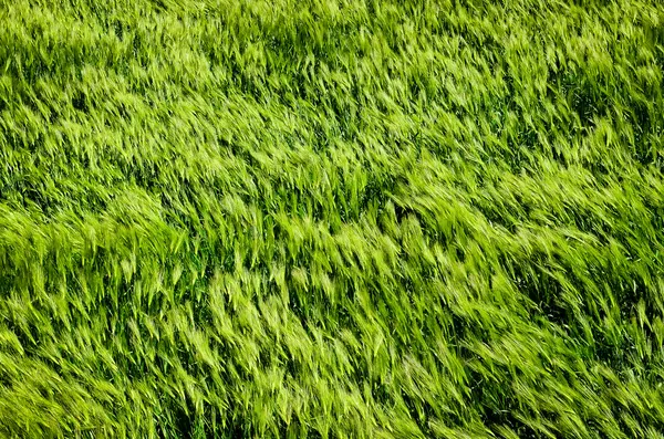 Detalhe do campo de cevada verde no vento — Fotografia de Stock