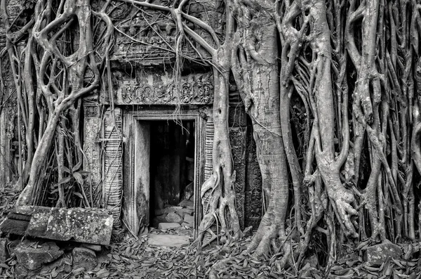 古石庙门和树的根源，黑白视图 — 图库照片