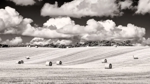 Monochrome wheat field with straw bales and cloudy sky — Stock Photo, Image