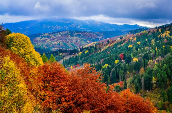 Tájkép a színes őszi lombozat forrest, felhős napon — Stock Fotó