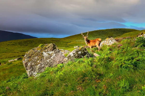 Young deer in the meadow at Scottish highlands — Stock Photo, Image