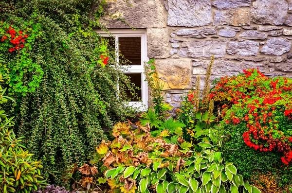 Colorful garden plants with wall and window background — Stock Photo, Image