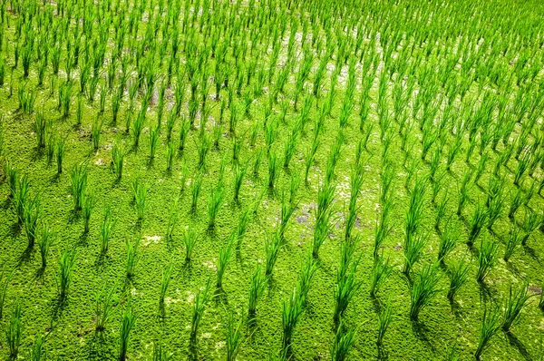 Detalhe da cultura de campo de arroz verde — Fotografia de Stock