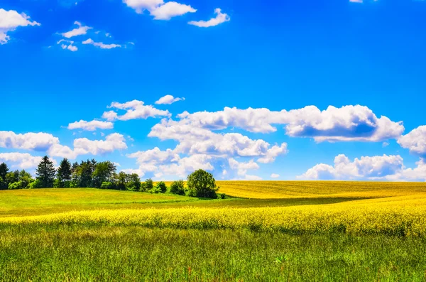 Field of yellow flowers with and green meadow — Stock Photo, Image
