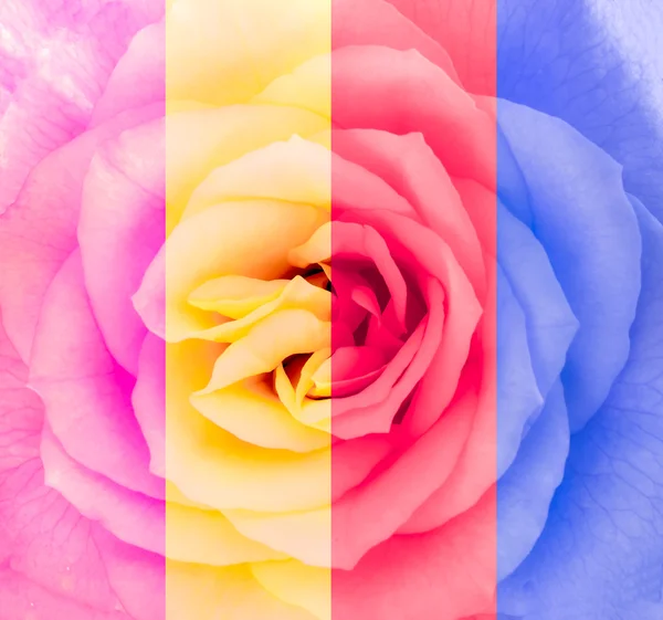 Close-up detail van rose bloem in multicolor — Stockfoto