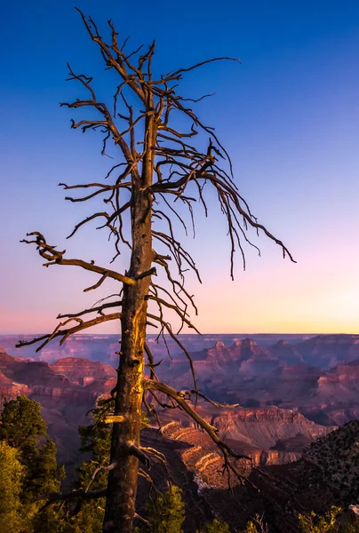 Büyük Kanyon renkli güneş doğarken kuru ağaç ön plan ile — Stok fotoğraf