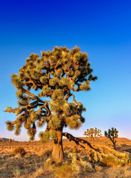 Detalj av joshua tree före solnedgången — Stockfoto