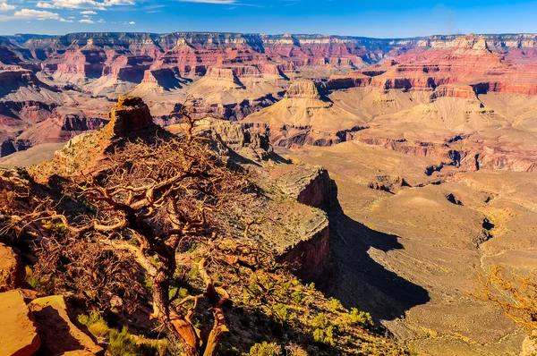Pohled na malebnou krajinu grand Canyonu a suchý strom — Stock fotografie
