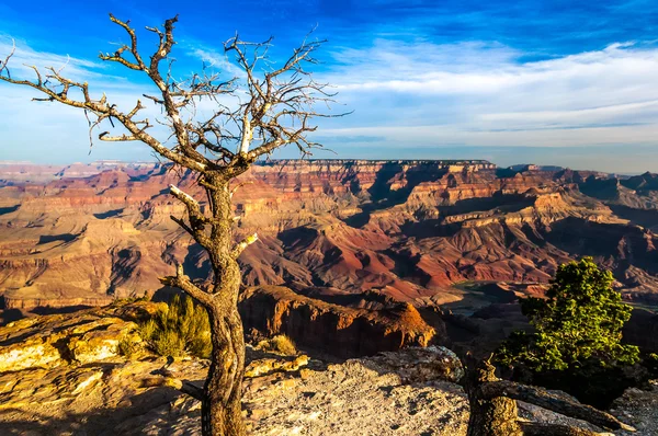 Landscape view of Grand canyon with dry tree in foreground — Stock Photo, Image