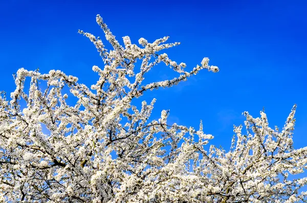 Copac de primăvară alb înflorit împotriva cerului albastru — Fotografie, imagine de stoc