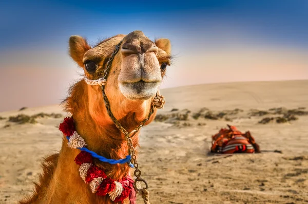 Detalj av camel's huvud med roliga Express — Stockfoto