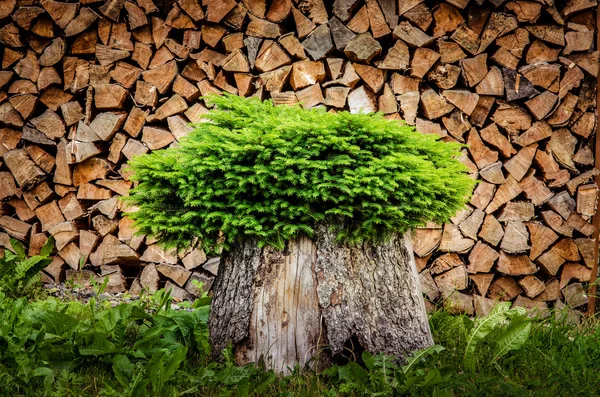 Árbol plantado en una maceta del tronco con fondo de leña —  Fotos de Stock