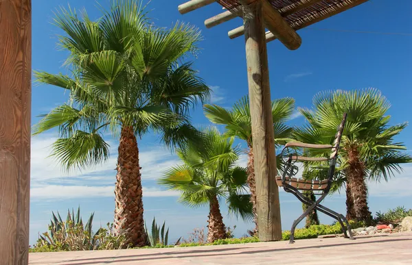 Swimming Pool and nice Palm — Stock Photo, Image