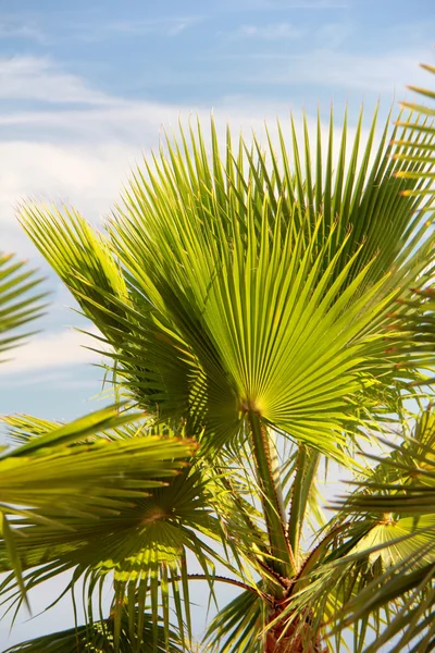 Feuilles de palmier dans le rétroéclairage Image En Vente