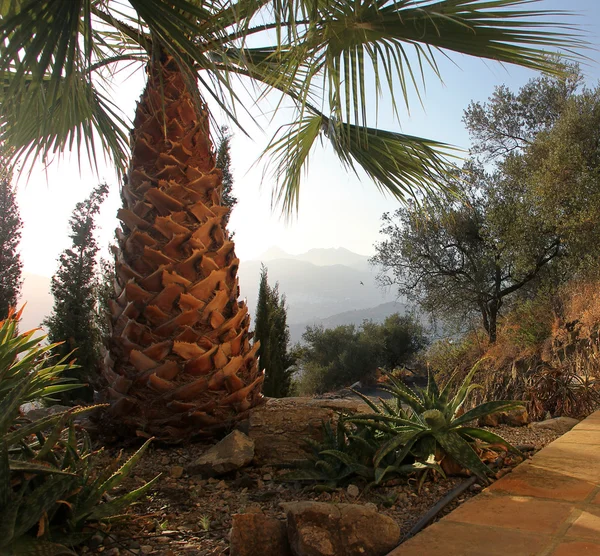 Palma in giardino — Foto Stock