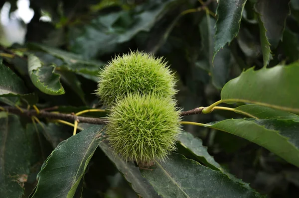 Kestane, yeşil kirpilere çiğ kestane asmak sonbahar mevsiminde yapraklı dallara iyi bir koruma sağlar. Seçici odak.