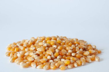 Patlamış mısır için sarı, olgun mısır tohumları (Zea Mays) ve yakın görüş için sarı çiğ mısır taneleri grubu. Seçici odaklı beyaz arkaplanda izole.