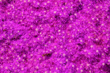 Delosperma Cooi ya da Lampranthus Spectabilis veya takip eden buz bitkisi veya pembe halı veya yer örtüsü sulu bitki çiçekleri güneşli bir günde güzel bir arkaplan olarak çiçek açan resim.
