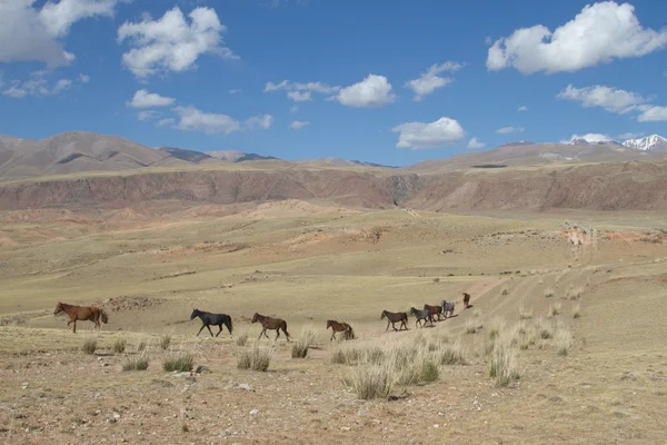 Caballo de montaña —  Fotos de Stock