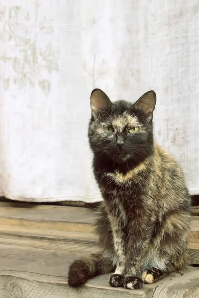 bir tam uzunlukta bir kedi portresi