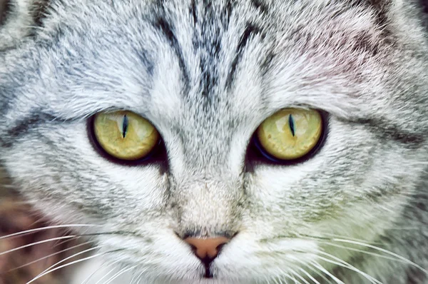 yakın çekim kedi