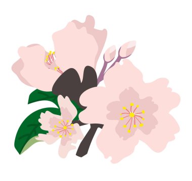 Beyaz arkaplanda izole edilmiş sakura çiçekleri