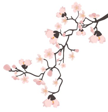 Arka planda pembe sakura çiçeği dalı